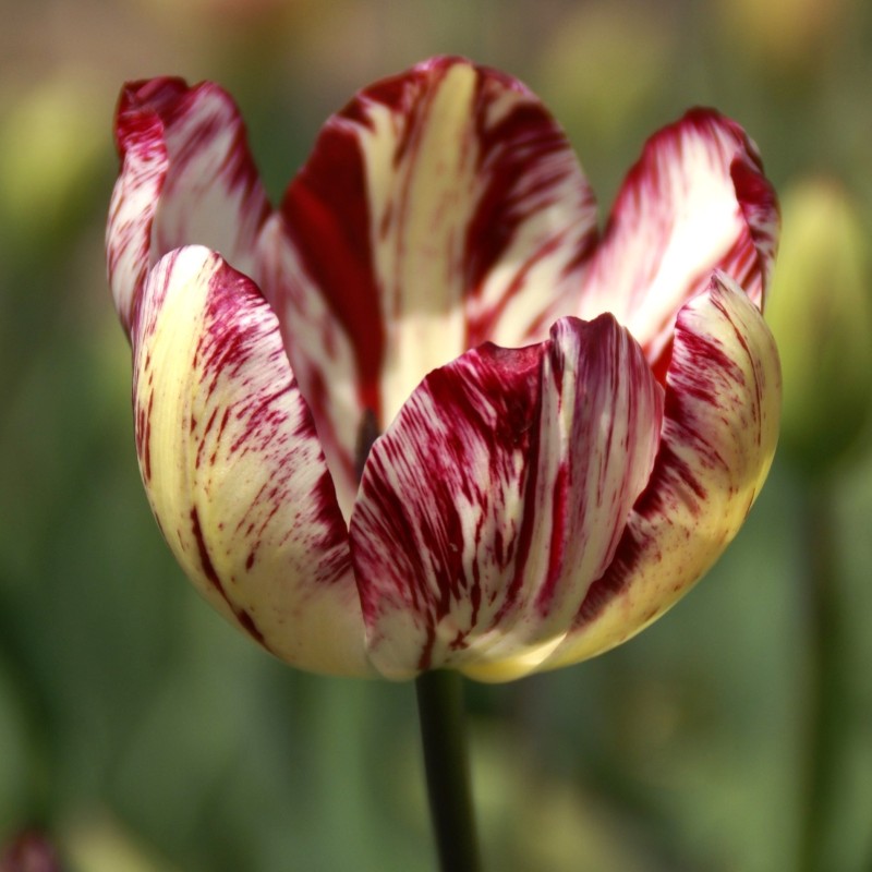 Tulipa 'Julia Farnese'