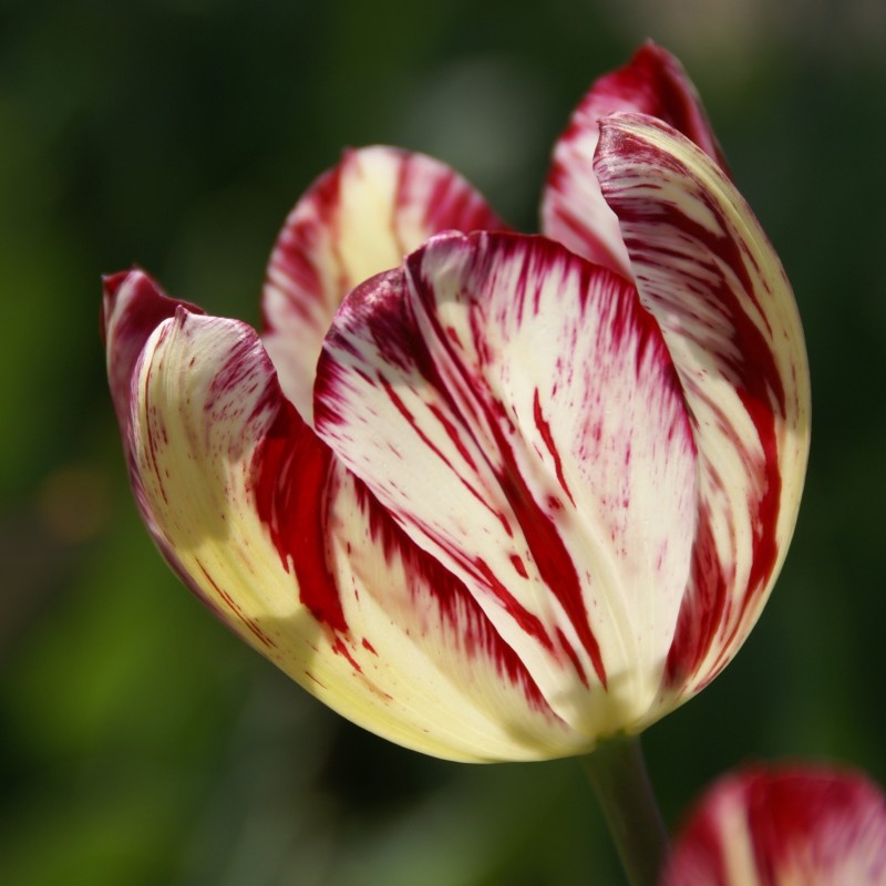 Tulipa 'Julia Farnese'