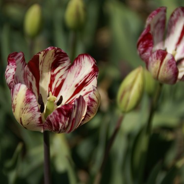 Tulipa 'Julia Farnese'