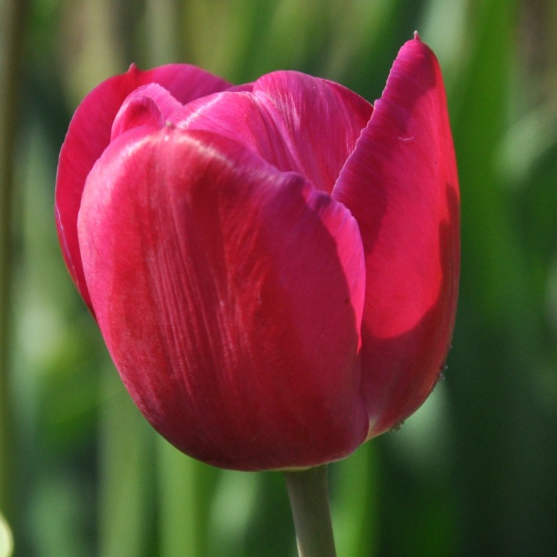 Tulipa 'Juliet'