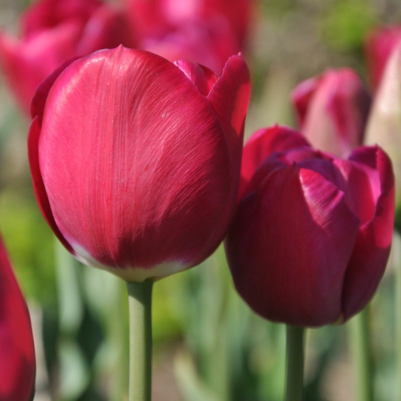 Tulipa 'Juliet'