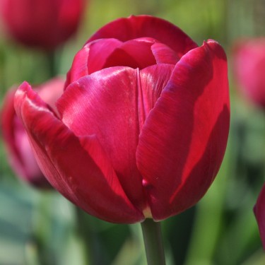Tulipa 'Juliet'