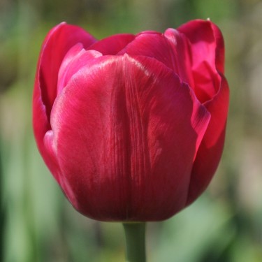 Tulipa 'Juliet'