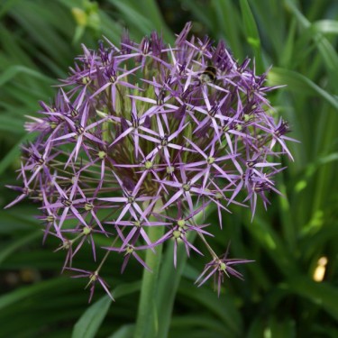 Allium christophii
