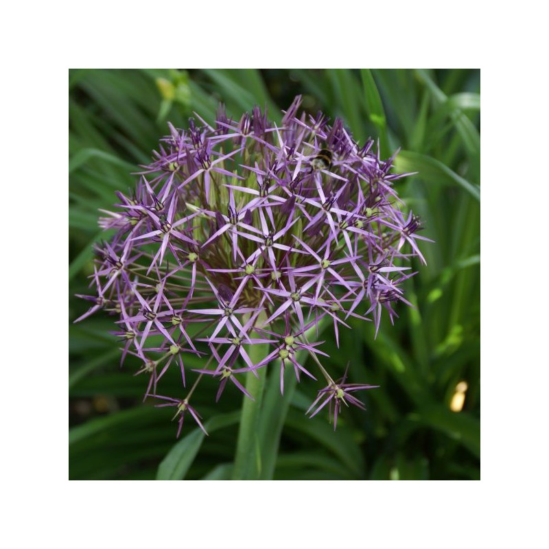 Allium christophii