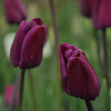 Tulipa 'Klopstock'