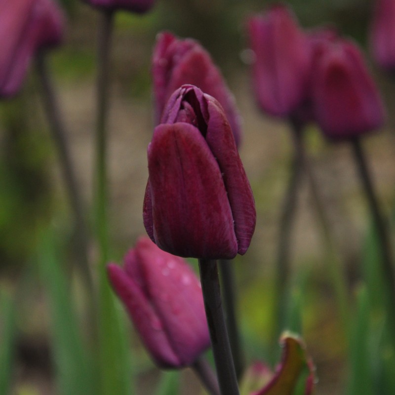 Tulipa 'Klopstock'