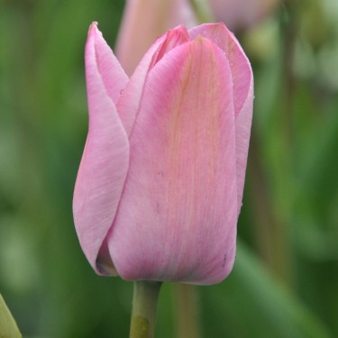 Tulipa 'La Joyeuse'