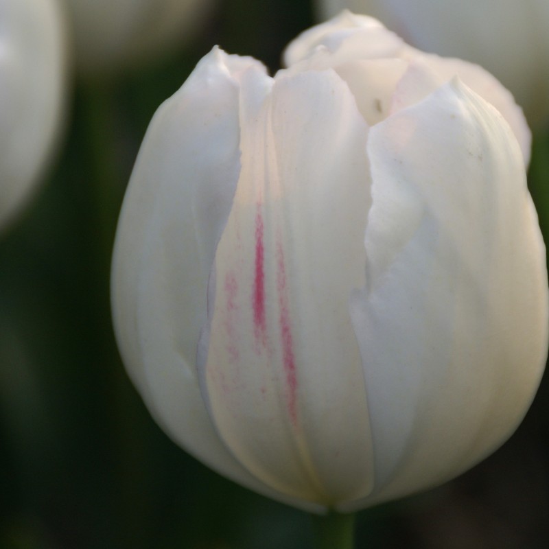 Tulipa 'La Reine Maxima'