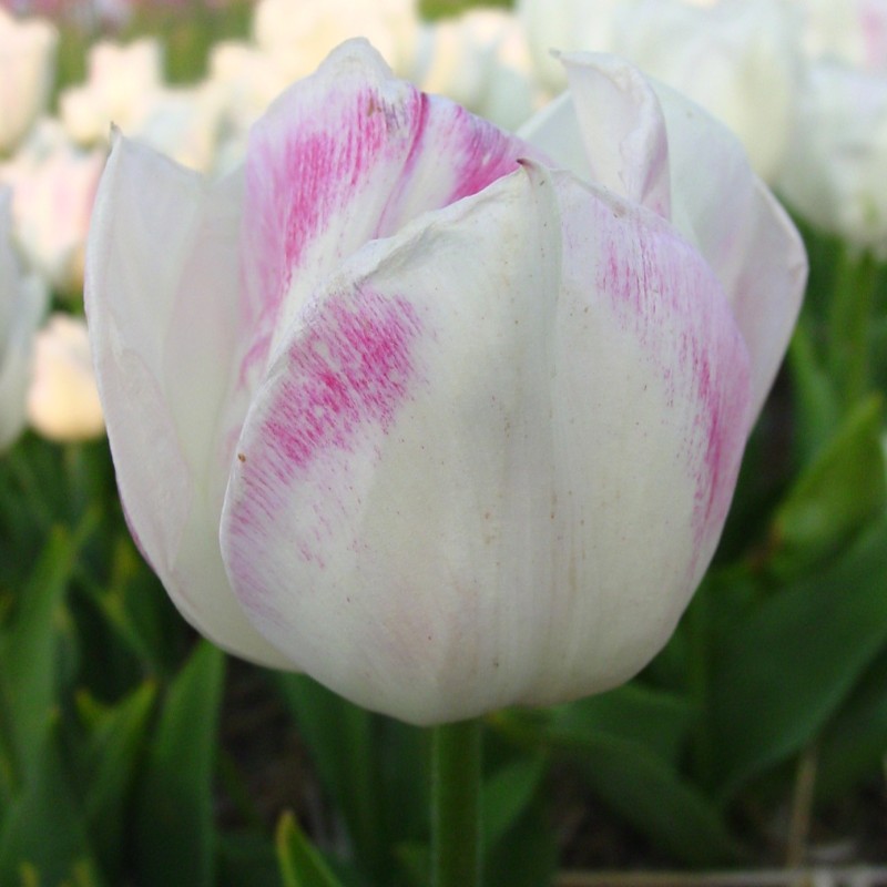 Tulipa 'La Reine Maxima'
