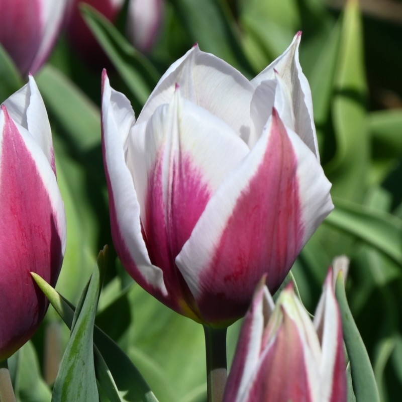 Tulipa 'Lac van Rijn'