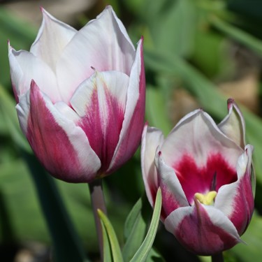 Tulipa 'Lac van Rijn'