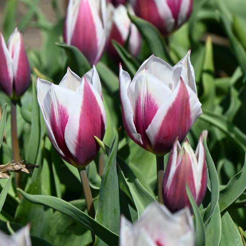Tulipa 'Lac van Rijn'