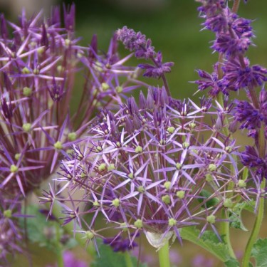 Allium christophii