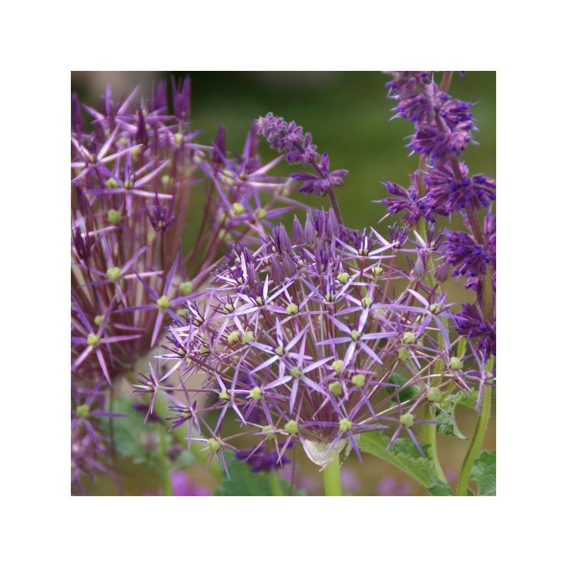 Allium christophii