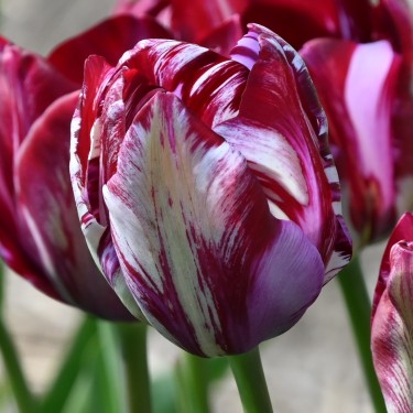 Tulipa 'Lady Catherine Gordon'
