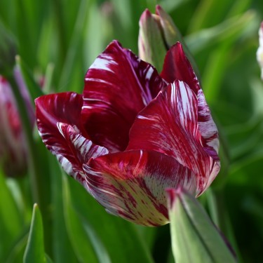 Tulipa 'Lady Catherine Gordon' 