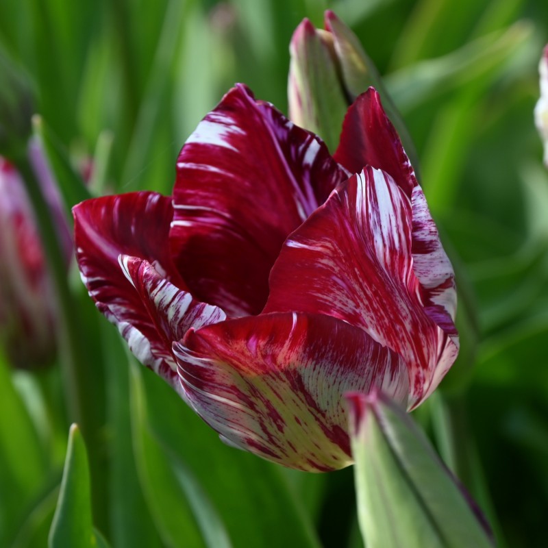 Tulipa 'Lady Catherine Gordon' 