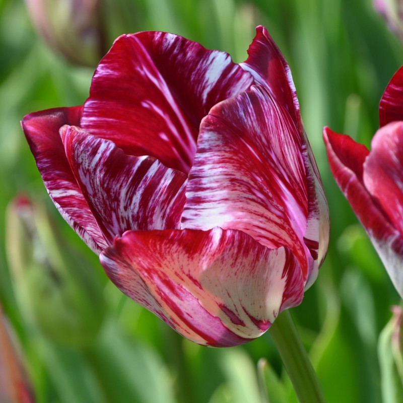 Tulipa 'Lady Catherine Gordon' 