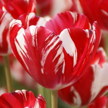 Tulipa 'Mabel'
