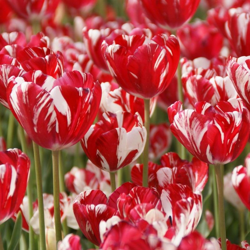 Tulipa 'Mabel'