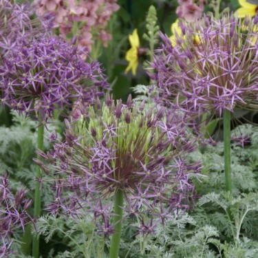 Allium christophii