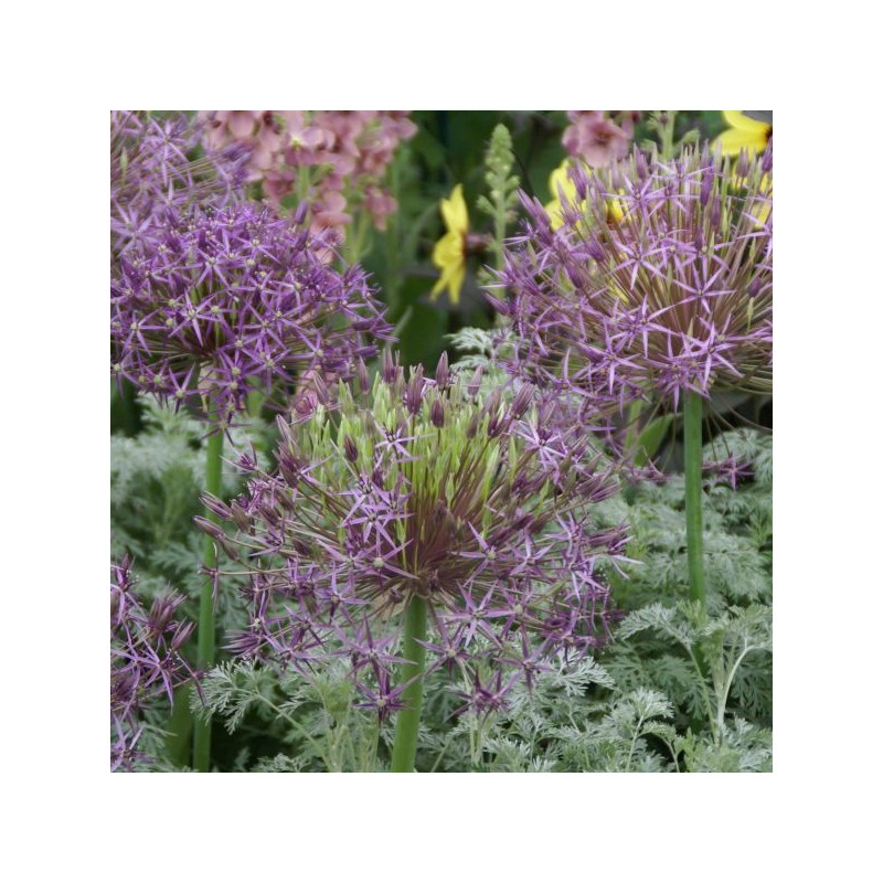Allium christophii