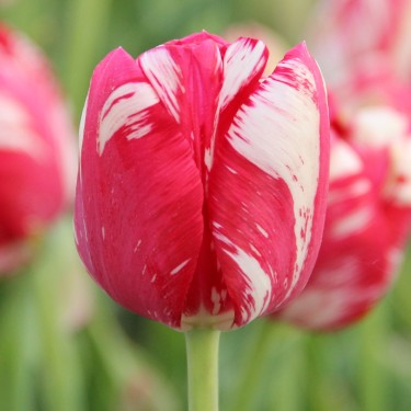 Tulipa 'Mabel'