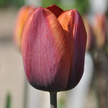 Tulipa 'Madras'