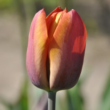 Tulipa 'Madras'