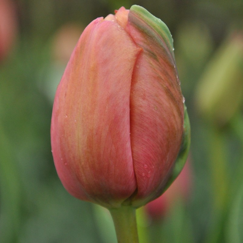 Tulipa 'Mrs. Harold I. Pratt'