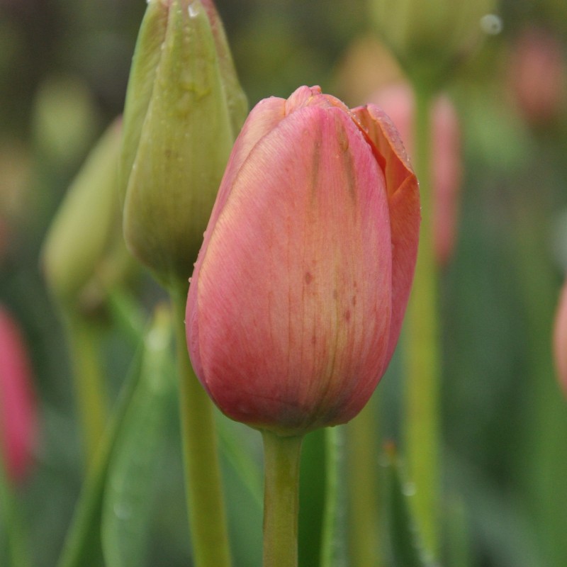 Tulipa 'Mrs. Harold I. Pratt'