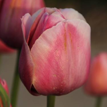 Tulipa 'Mrs. Harold I. Pratt'