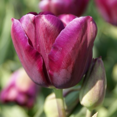 Tulipa 'Music'