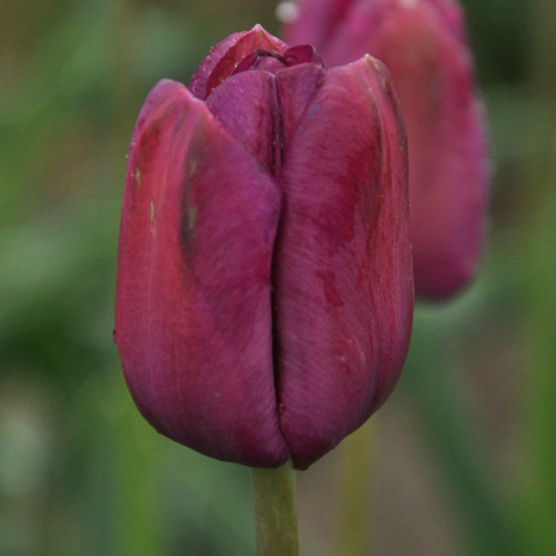 Tulipa 'Music'