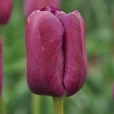 Tulipa 'Music'