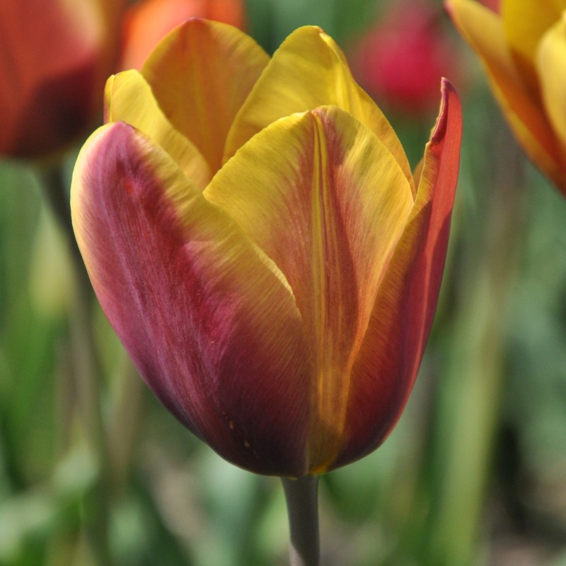 Tulipa 'Old Times'