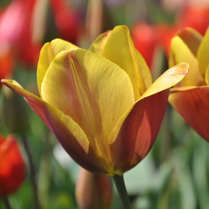 Tulipa 'Old Times'