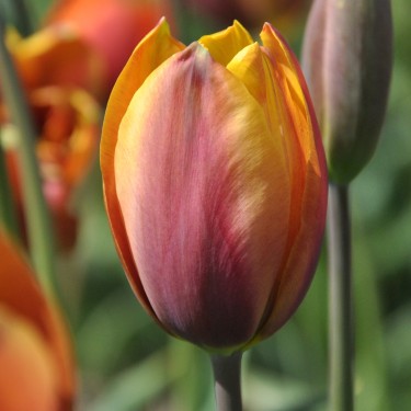 Tulipa 'Old Times'