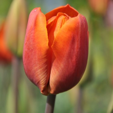 Tulipa 'Orange Beauty'