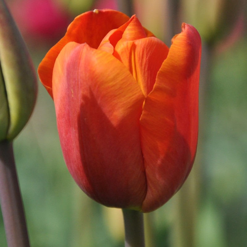Tulipa 'Orange Beauty'