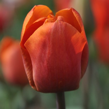 Tulipa 'Orange Beauty'