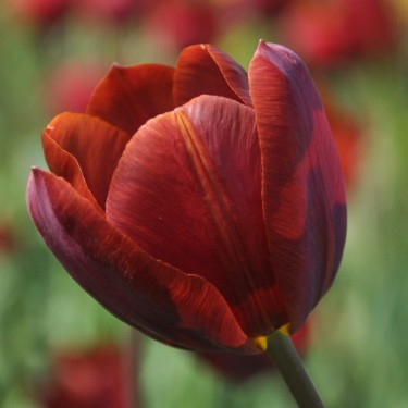 Tulipa 'Prince of Wales'