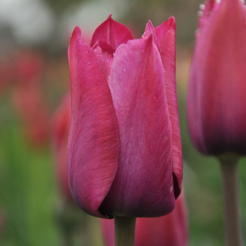 Tulipa 'Professor Schotel'