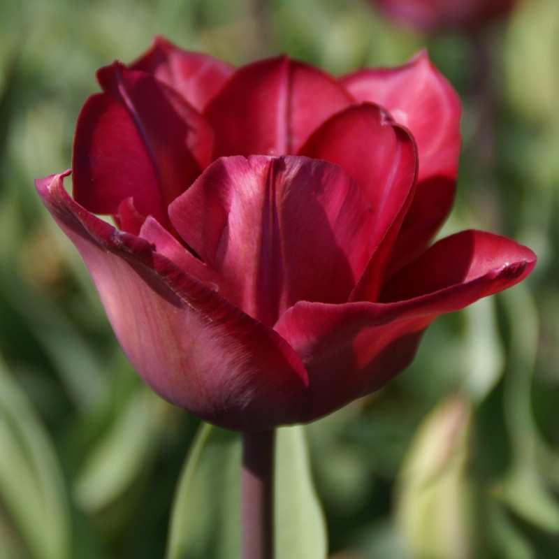 Tulipa 'Professor Schotel'