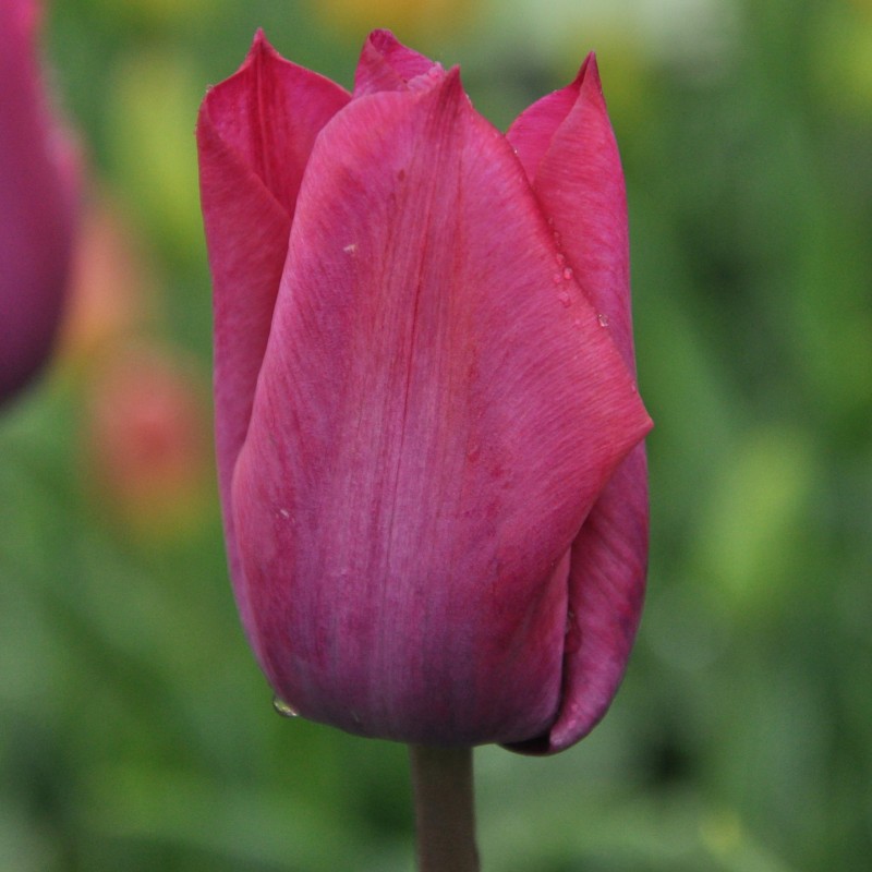 Tulipa 'Professor Schotel'