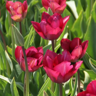 Tulipa 'Professor Schotel'