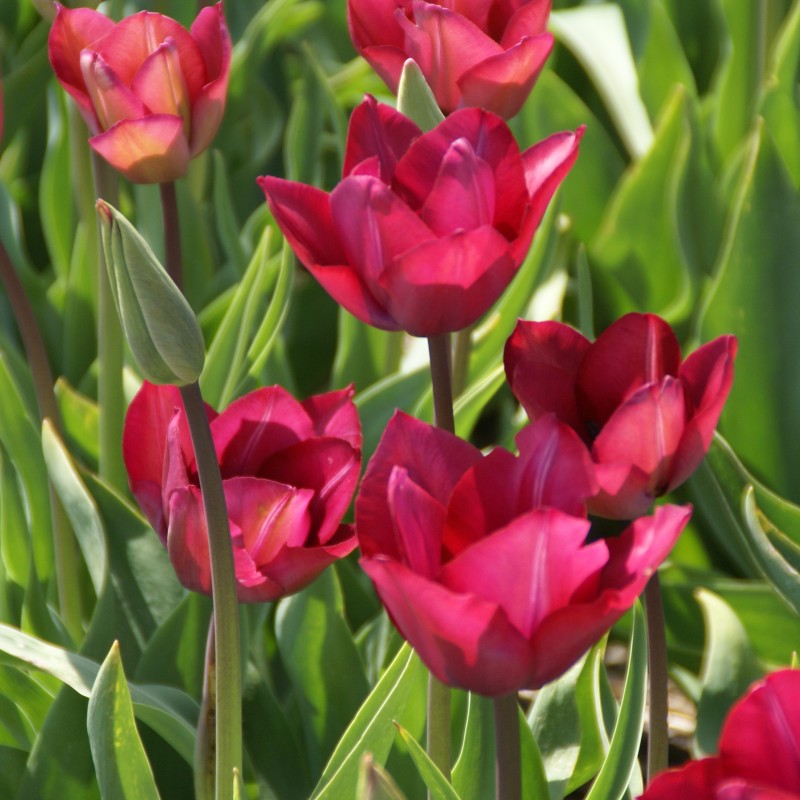 Tulipa 'Professor Schotel'