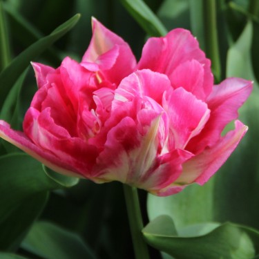 Tulipa 'Renoir'