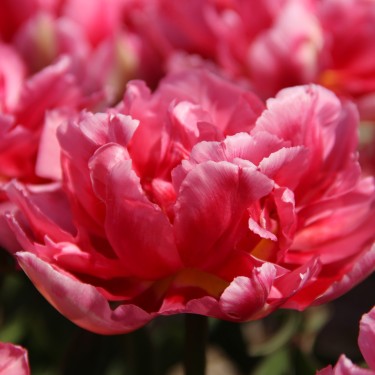 Tulipa 'Renoir'